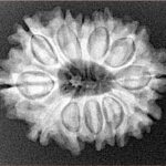 12 Mukhi Rudraksha 25.9mm 4.15gm - Xray