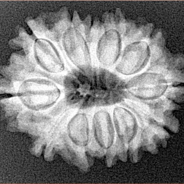12 Mukhi Rudraksha 25.9mm 4.15gm - Xray