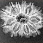 12 Mukhi Rudraksha 27.4mm 3.58gm - Xray