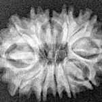 12 Mukhi Rudraksha 22.2mm 2.16gm - Xray