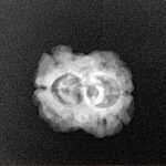 2 Mukhi Rudraksha 21.4mm 1.56gm - Xray