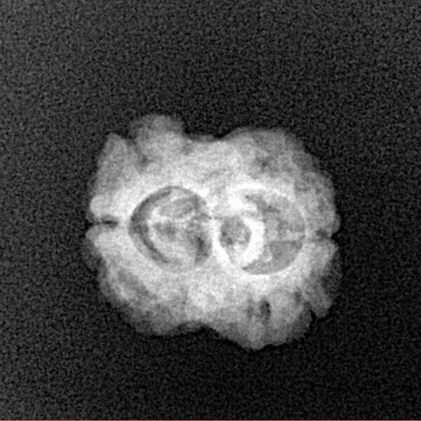 2 Mukhi Rudraksha 21.4mm 1.56gm - Xray