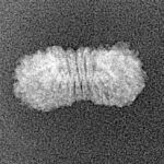 21 Mukhi Rudraksha 17.6mm 0.56gm - Xray