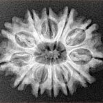 12 Mukhi Rudraksha 25.5mm 3.74gm - Xray