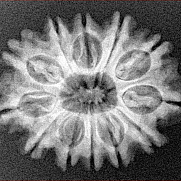 12 Mukhi Rudraksha 25.5mm 3.74gm - Xray