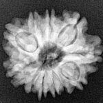 11 Mukhi Rudraksha 22.2mm 3.28gm - Xray