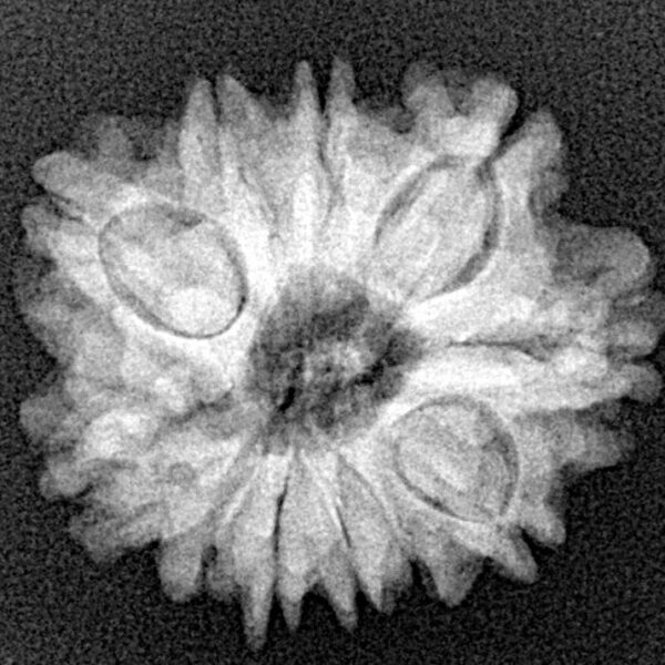 11 Mukhi Rudraksha 22.2mm 3.28gm - Xray