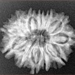12 Mukhi Rudraksha 25.1mm 3.67gm - Xray