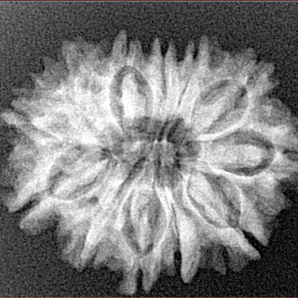 12 Mukhi Rudraksha 25.1mm 3.67gm - Xray