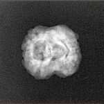 2 Mukhi Rudraksha 21.1mm 1.57gm - Xray