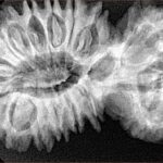 21 Mukhi Gaurishankar 41.1mm 8.15gm - Xray