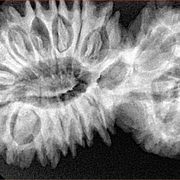 21 Mukhi Gaurishankar 41.1mm 8.15gm - Xray