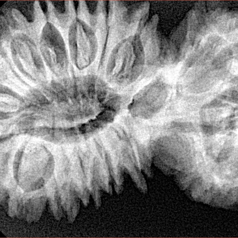 21 Mukhi Gaurishankar 41.1mm 8.15gm - Xray