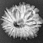12 Mukhi Rudraksha 19.1mm 1.84gm - Xray