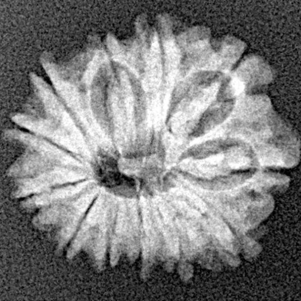 12 Mukhi Rudraksha 19.1mm 1.84gm - Xray