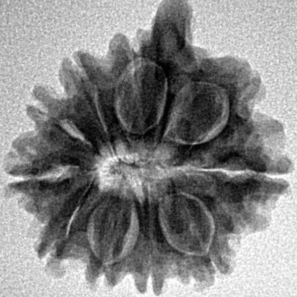 10 Mukhi Ganesh 22.3mm 3.17gm - Inverse xray