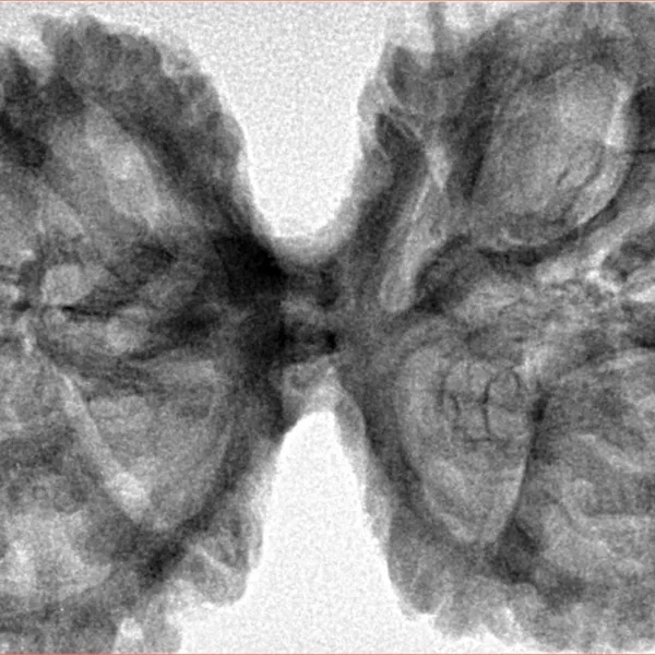11 MK Gaurishankar 44.5mm 9.85gm - Inverse xray