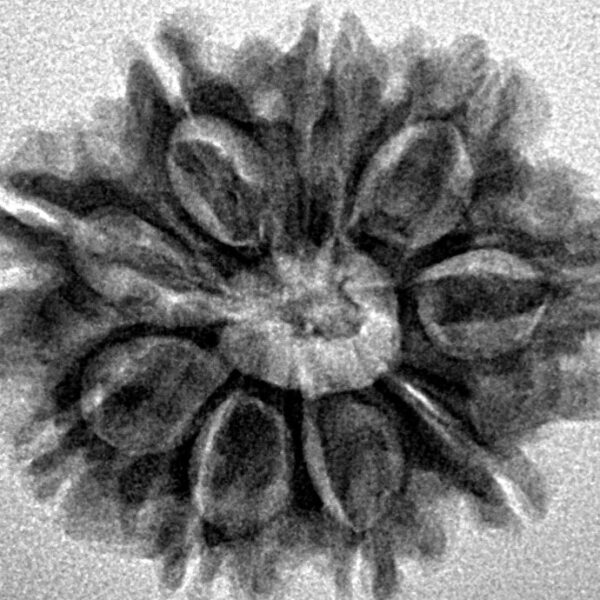 9 Mukhi Rudraksha 25.3mm 3.71gm - Inverse xray