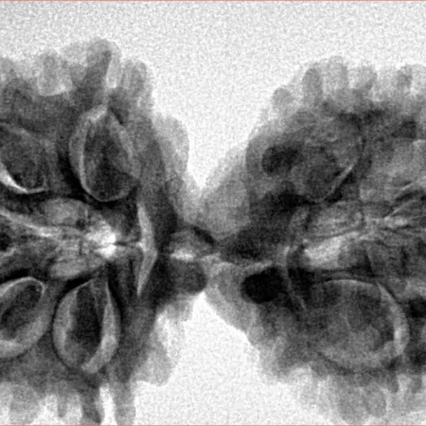 9 MK Gaurishankar 40.4mm 7.66gm - Inverse xray