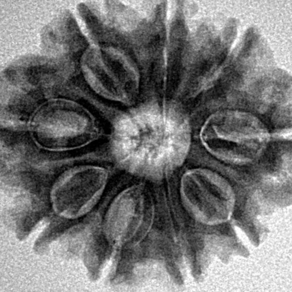 9 Mukhi Rudraksha 25.5mm 4.31gm - Inverse xray
