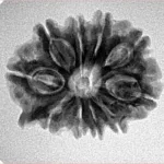 10 Mukhi Ganesh 24.2mm 3.68gm - Inverse xray