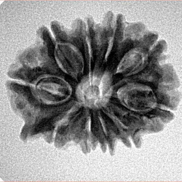 10 Mukhi Ganesh 24.2mm 3.68gm - Inverse xray