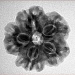 1MK(Underdeveloped) 23.1mm 4.14gm - Inverse xray