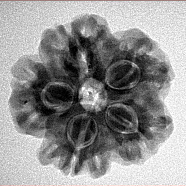 1MK(Underdeveloped) 23.1mm 4.14gm - Inverse xray