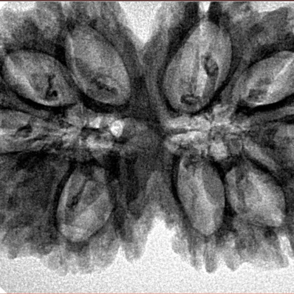 11 MK Gaurishankar 36.4mm 7.51gm - Inverse xray