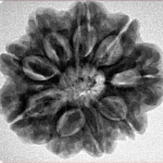 9 Mukhi Rudraksha 25.9mm 5.9gm - Inverse xray