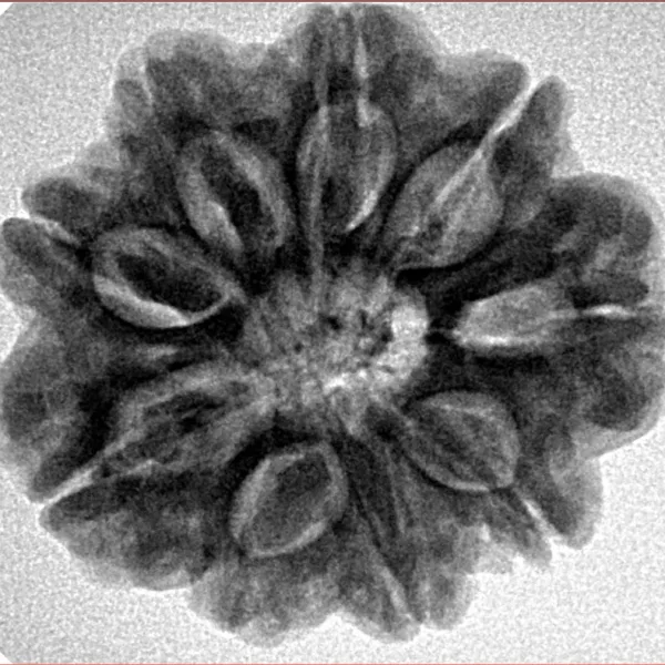 9 Mukhi Rudraksha 25.9mm 5.9gm - Inverse xray