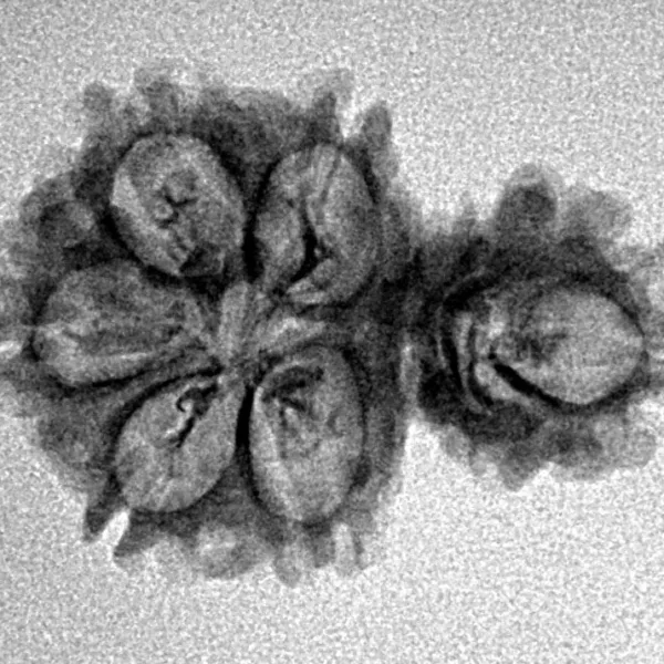 Sawar/Ganesh (5+1) 24.8mm 2.12gm - Inverse xray