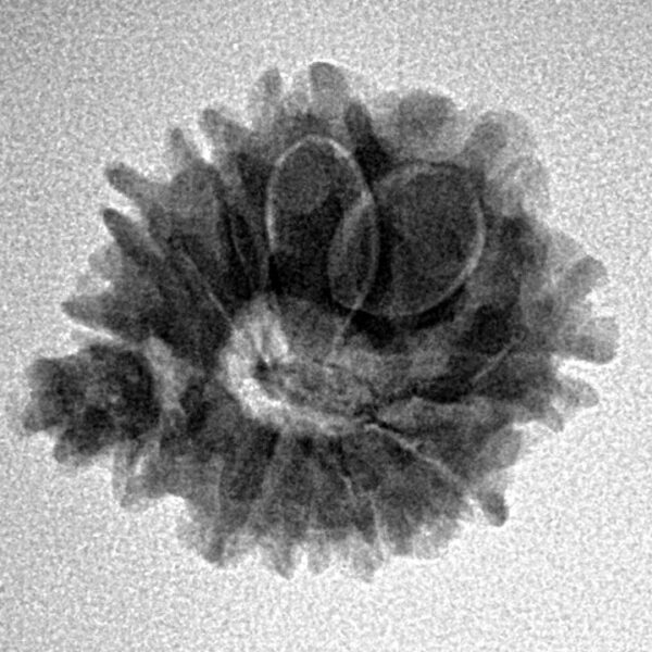 11 Mukhi Ganesh 22.1mm 2.53gm - Inverse xray