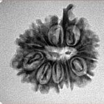 11 Mukhi Ganesh 22.4mm 2.49gm - Inverse xray