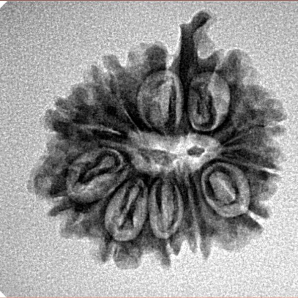 11 Mukhi Ganesh 22.4mm 2.49gm - Inverse xray