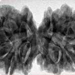 12 MK Gaurishankar 38.6mm 9.7gm - Inverse xray