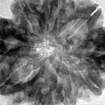 9 Mukhi Rudraksha 31.5mm 6.41gm - Inverse xray