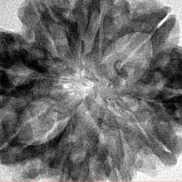 9 Mukhi Rudraksha 31.5mm 6.41gm - Inverse xray