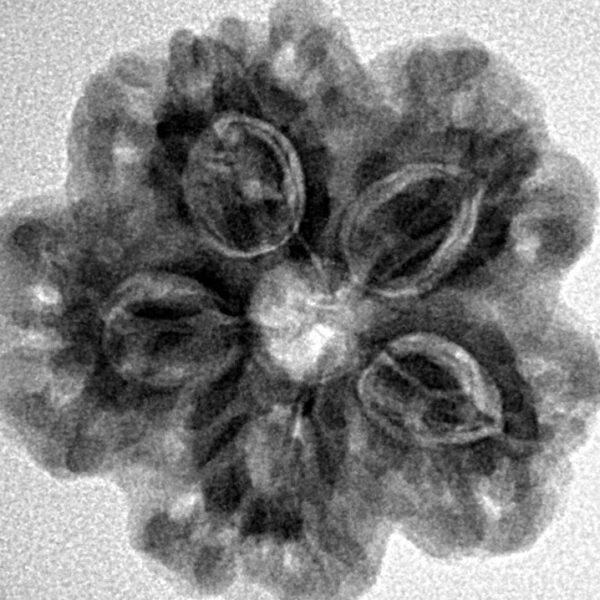 1MK(Underdeveloped) 24.5mm 4.56gm - Inverse xray