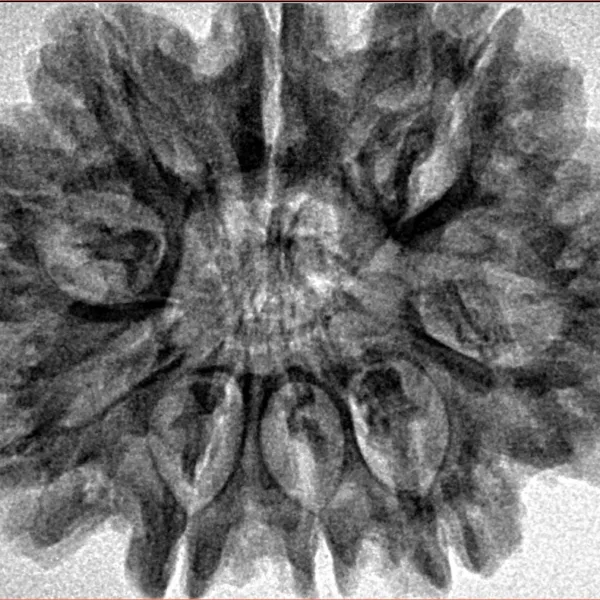 9 Mukhi Rudraksha 31.7mm 6.11gm - Inverse xray