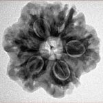 1MK(Underdeveloped) 24.4mm 4.65gm - Inverse xray