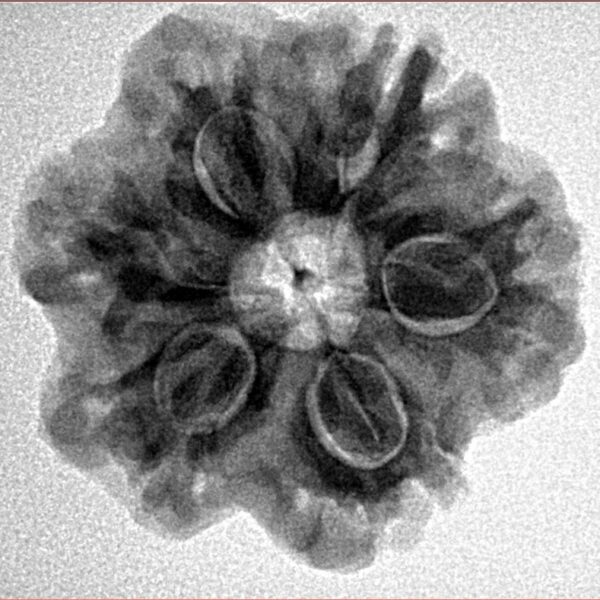 1MK(Underdeveloped) 24.4mm 4.65gm - Inverse xray