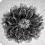 9 Mukhi Rudraksha 24.1mm 4.29gm - Inverse xray