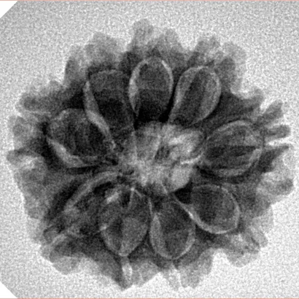 9 Mukhi Rudraksha 24.1mm 4.29gm - Inverse xray