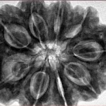 9 Mukhi Rudraksha 32.9mm 10.2gm - Inverse xray