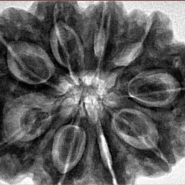 9 Mukhi Rudraksha 32.9mm 10.2gm - Inverse xray