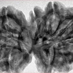 10 Mk Gaurishankar 38.7mm 8.52gm - Inverse xray