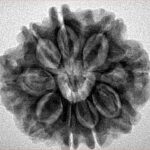 9 Mukhi Rudraksha 25mm 4.94gm - Inverse xray