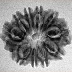 10 Mukhi Rudraksha 24.7mm 3.24gm - Inverse xray