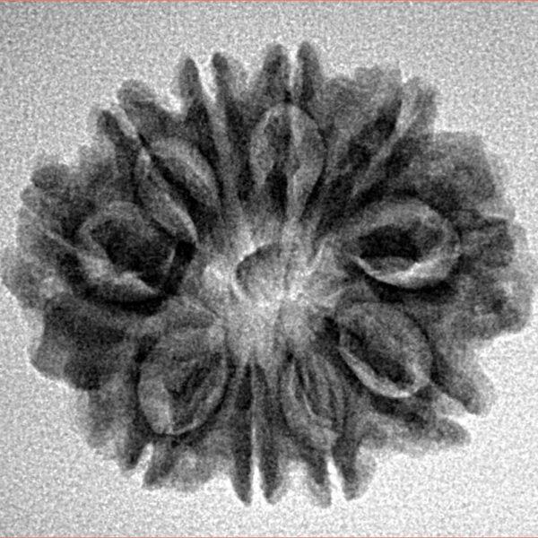 10 Mukhi Rudraksha 24.7mm 3.24gm - Inverse xray